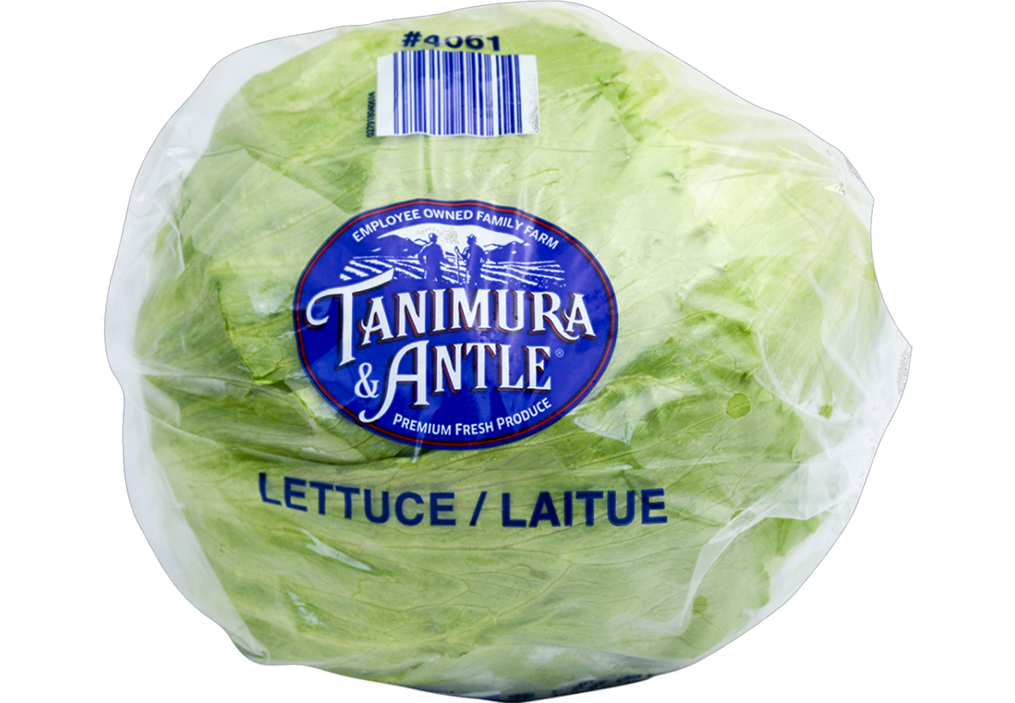 Iceberg Lettuce
