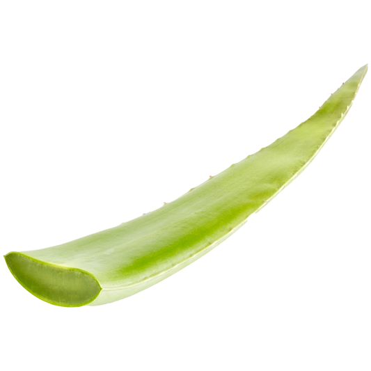 Aloe Vera Leaf