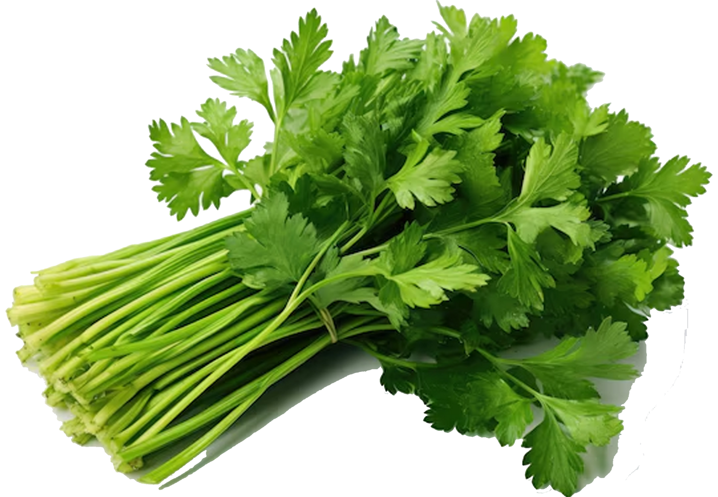 Parsley Bunch